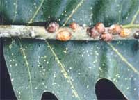 Leaf Scale
